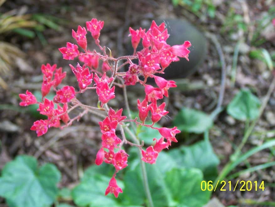 Firefly Coral Bells flowers