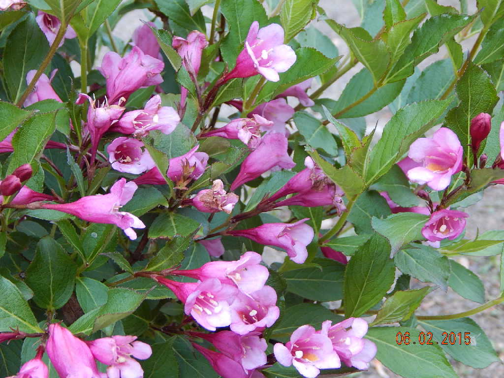 Minuet Weigela