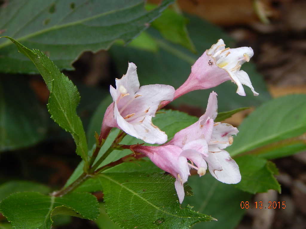 Polka Weigela flowers