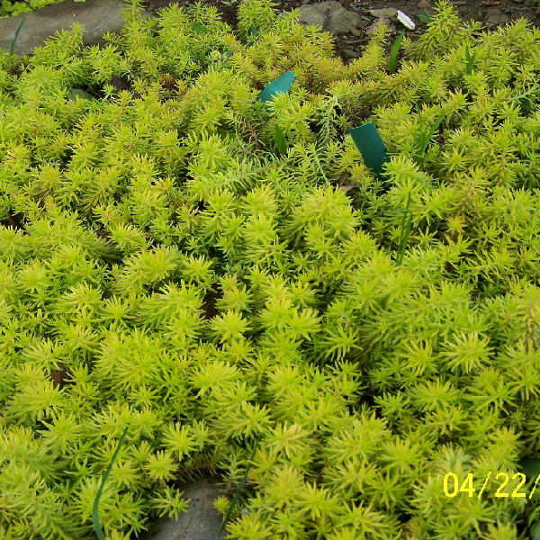 Angelina Sedum