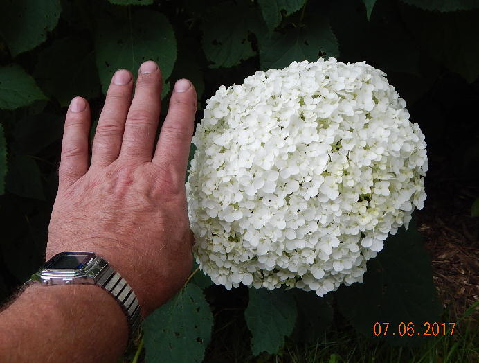 Size of Annabelle flower