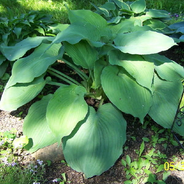 Blue Angel Hosta