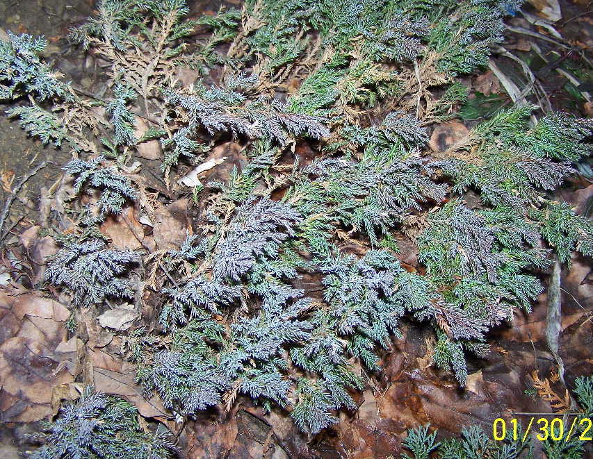 Blue Chip Juniper