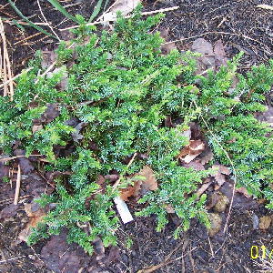 Blue Pacific Juniper