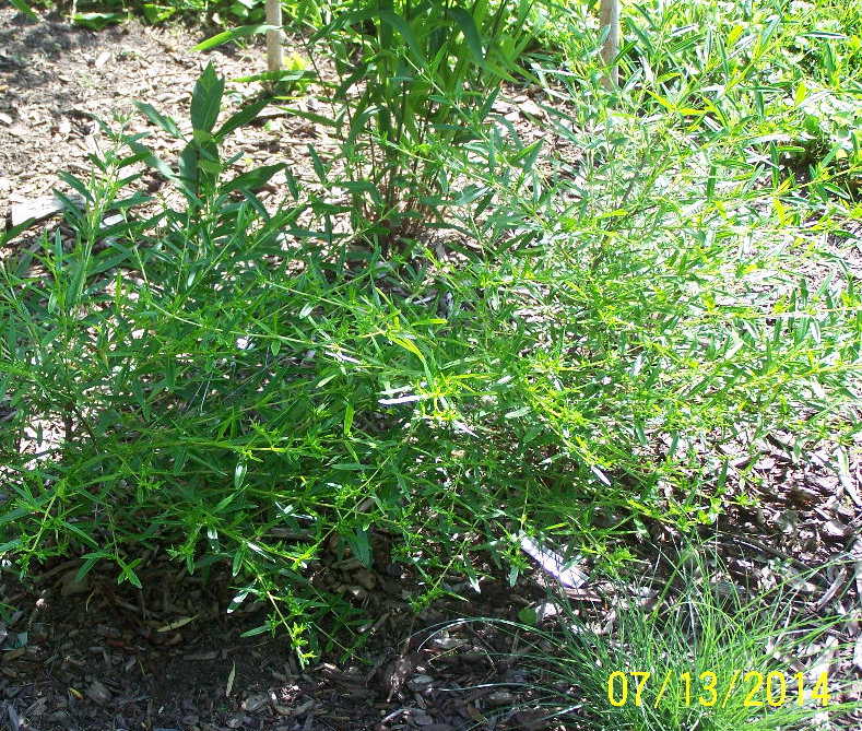 Creels Gold St. John's Wort