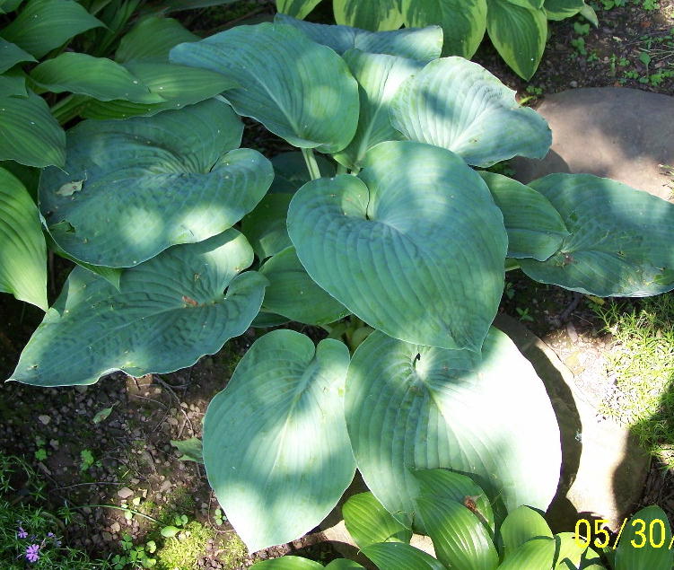 Elegans Hosta