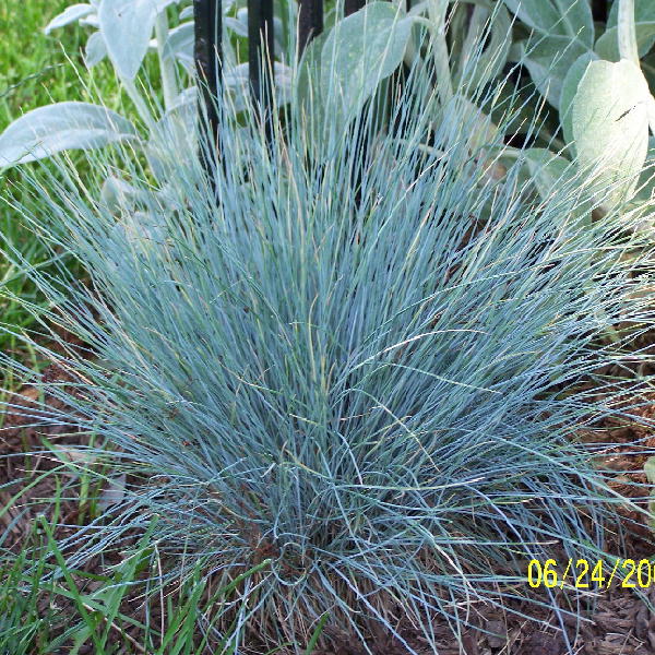 Elijah Blue Fescue Grass