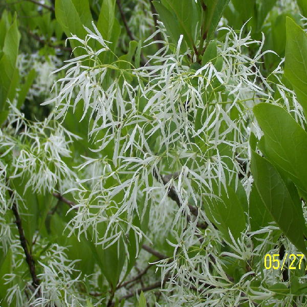 Fringe Tree flowers