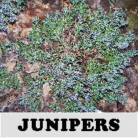 Junipers