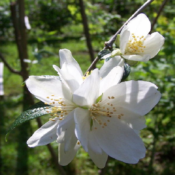 Mock Orange flowers