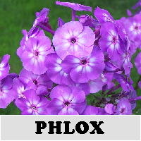 Garden Phlox