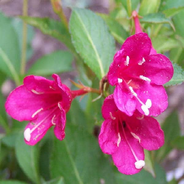 Red Prince Weigela flowers