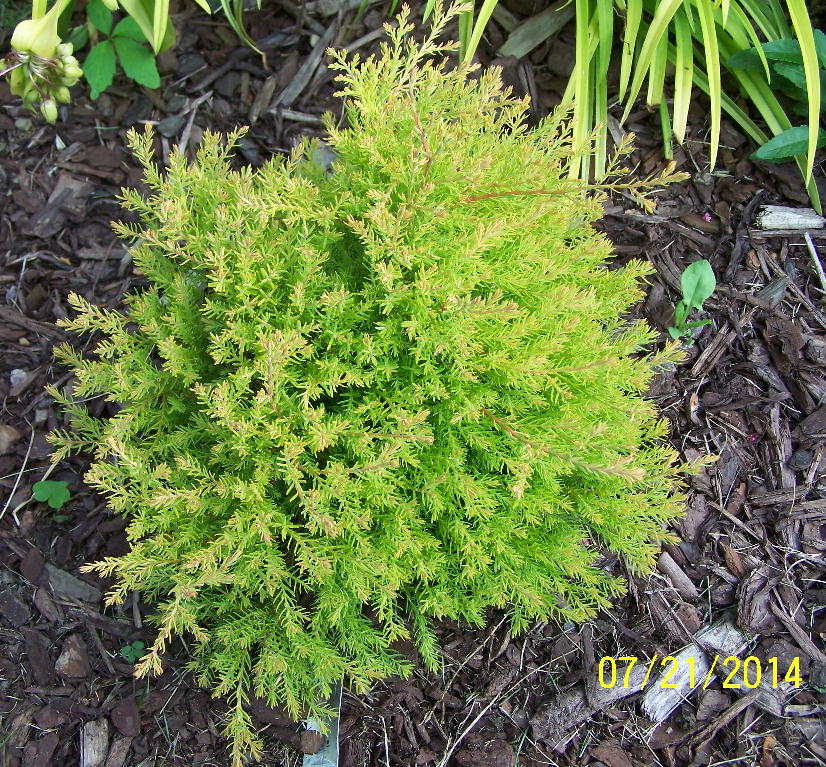 Rheingold Arborvitae