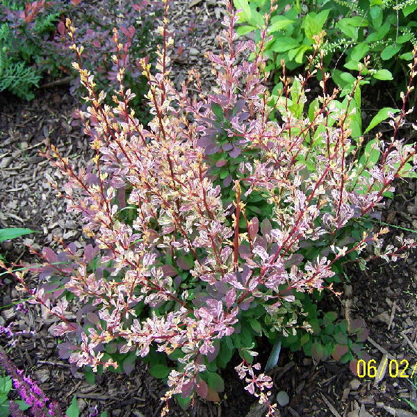 Rose Glow Barberry