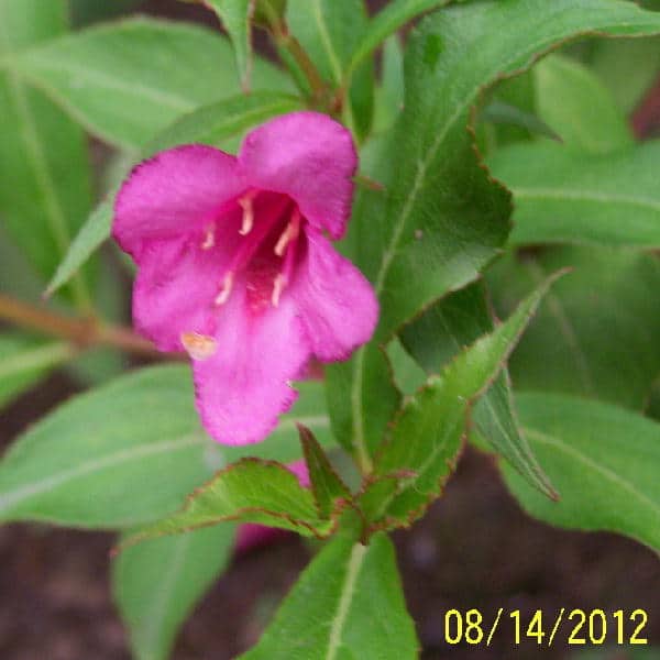 Rumba Weigela flower