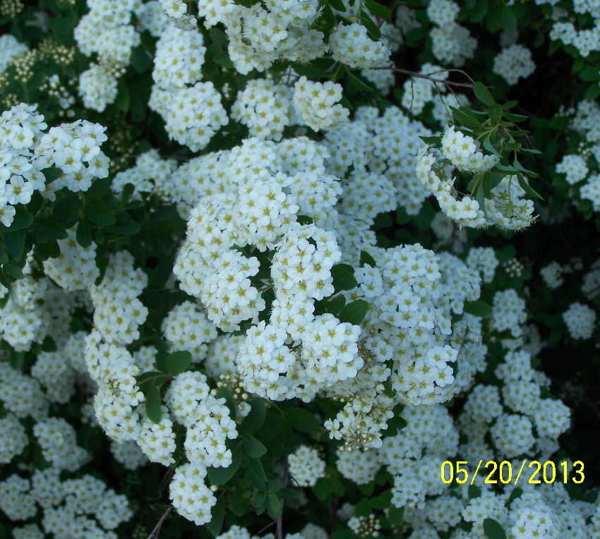 Snowmound Spirea flowers
