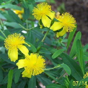 Sunburst St. John's Wort