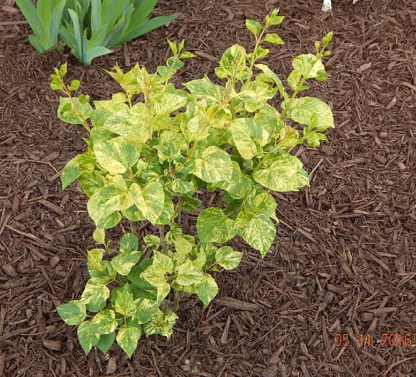 Variegated Lilac