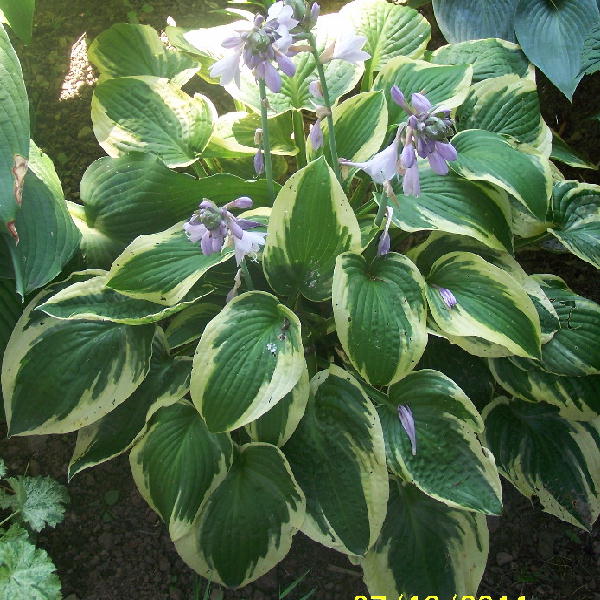 Wide Brim Hosta