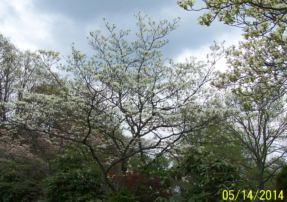 White Dogwood tree blooming in spring