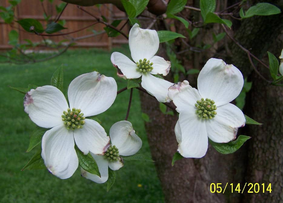 White Dogwood blooms