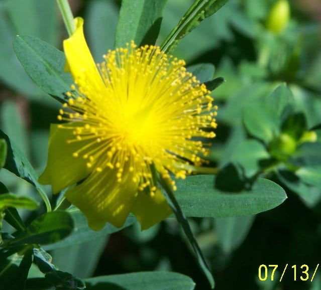 Sunburst St. John's Wort flower