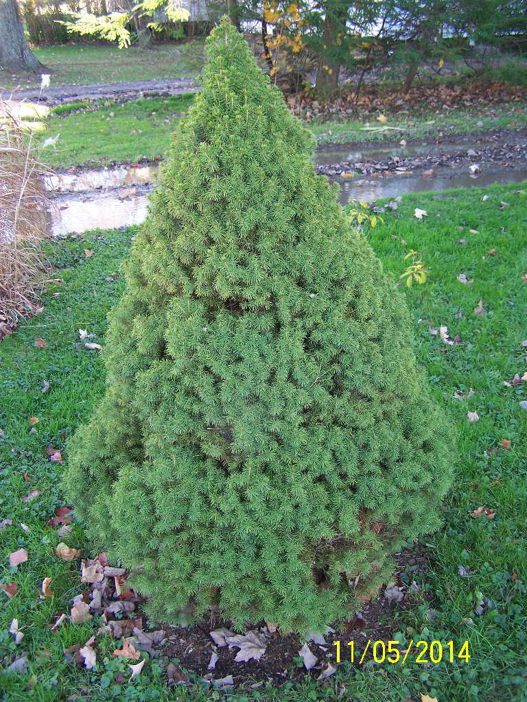 Dwarf Alberta Spruce