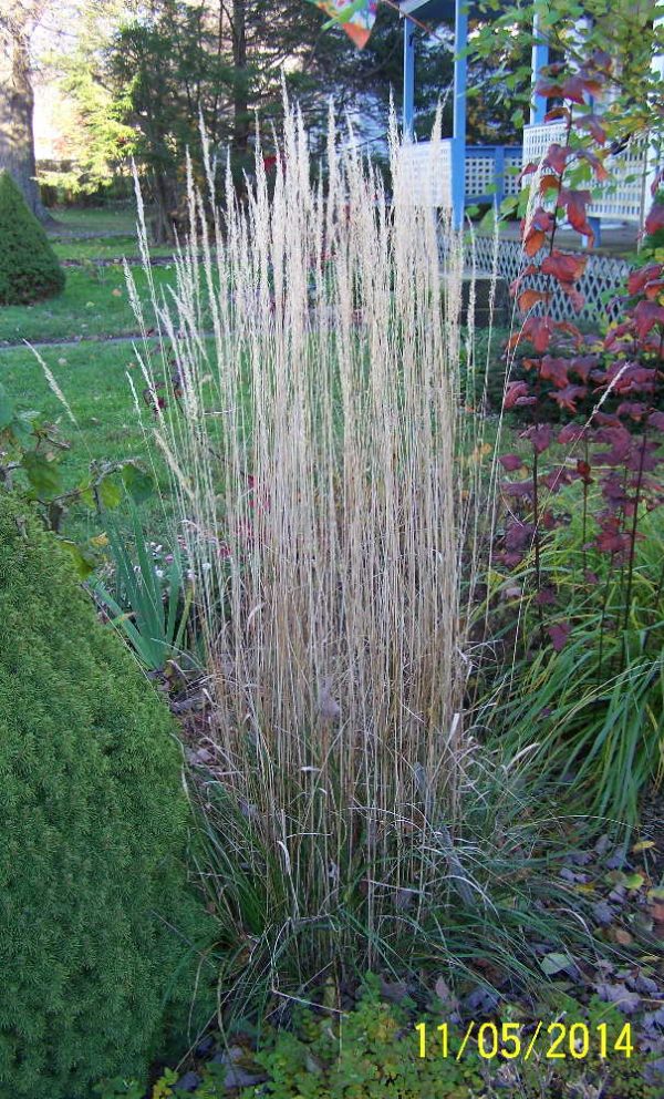 Ornamental Grasses Roger's Backyard Nursery