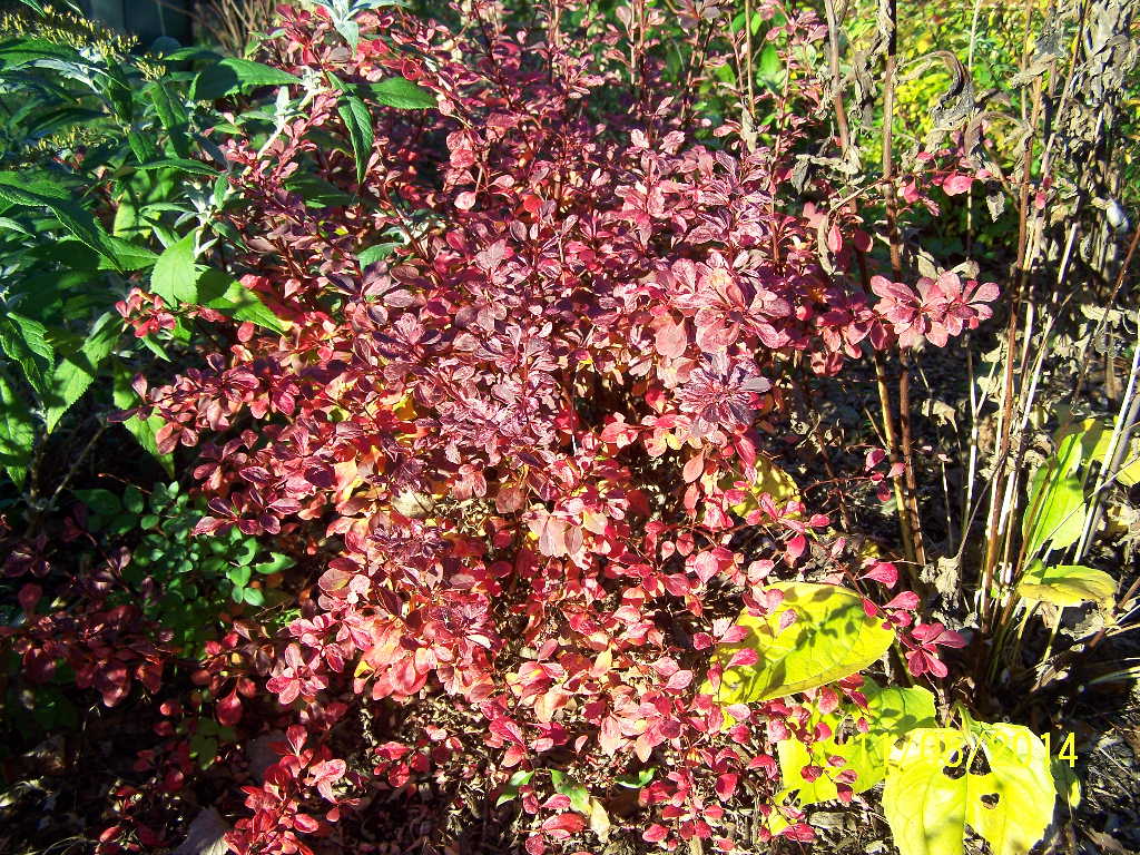 Rose Glow Barberry