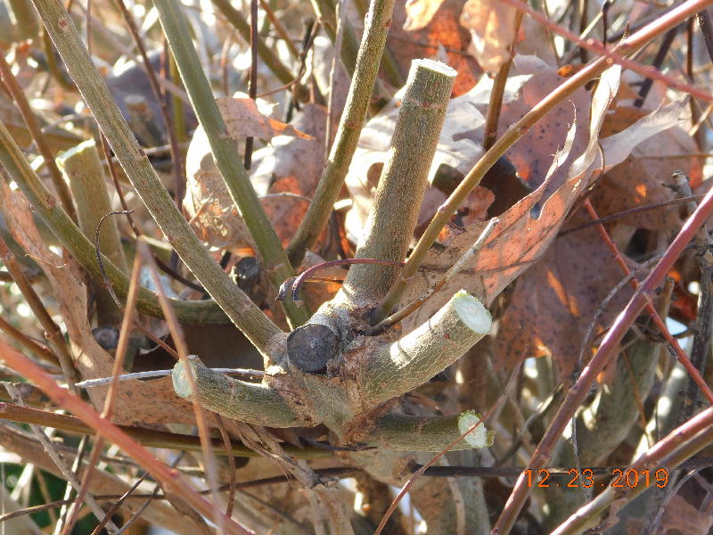 Branches cut leaving stubs