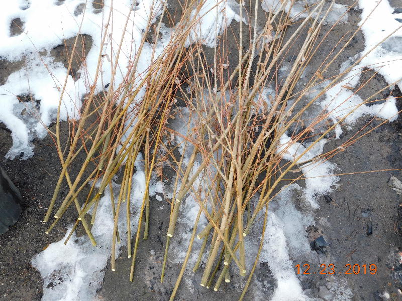 Dappled Willow branches