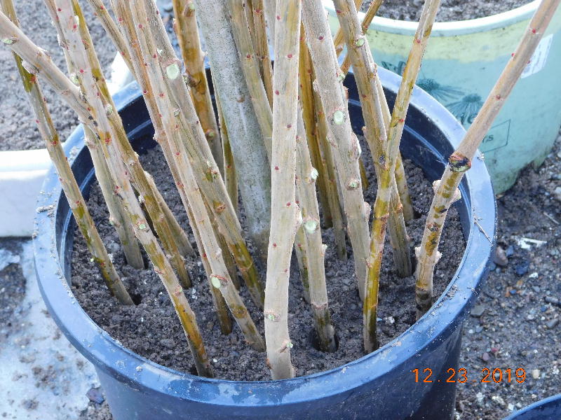 Long cuttings stuck in large pot of sand