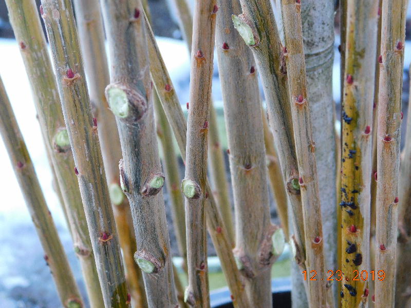 Branch wounds on cuttings