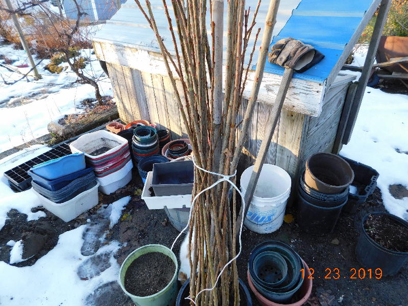 Cuttings tied together for support