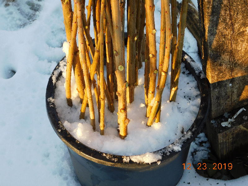 Snow added to cuttings