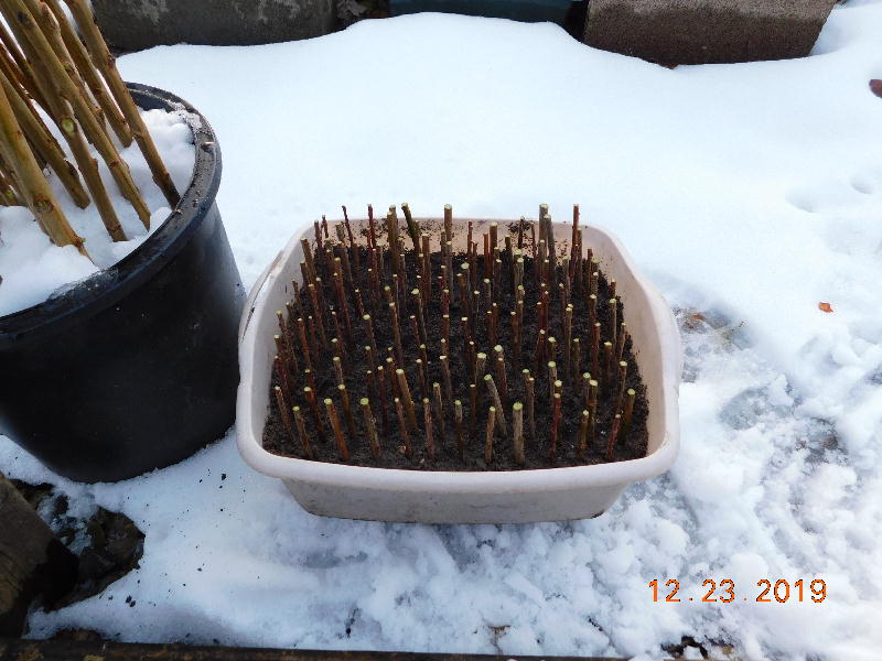 Propagating Dappled Willow as hardwood cuttings