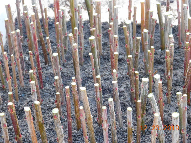 Dappled Willow cuttings in box