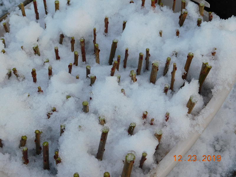 Snow added to box of cuttings