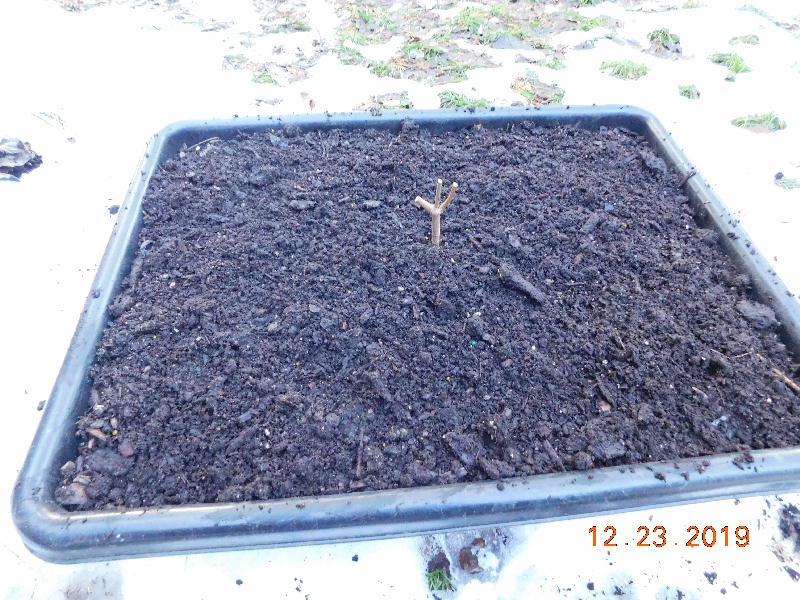 Growing Dogwood seeds