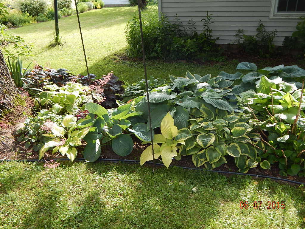 Left end of Hosta Haven