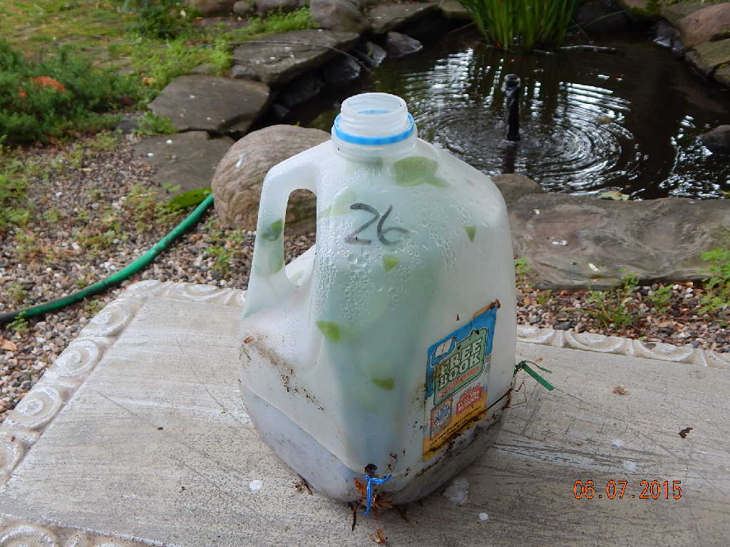 Milk jug full of plants