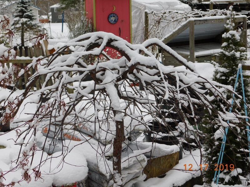 Snowfall on Lavender Twist Redbud