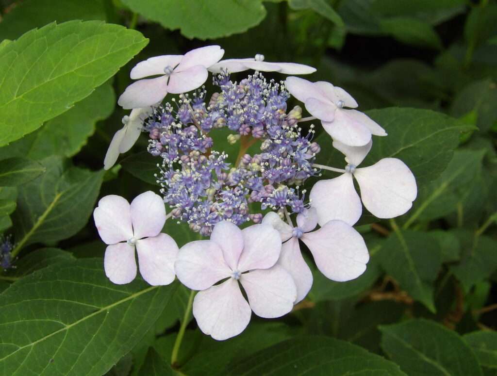 Bluebird Hydrangea flower