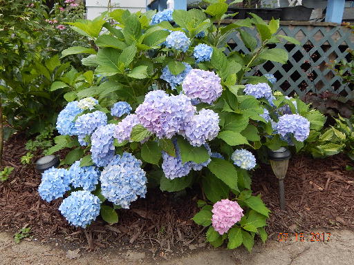 Nikko Blue Hydrangea