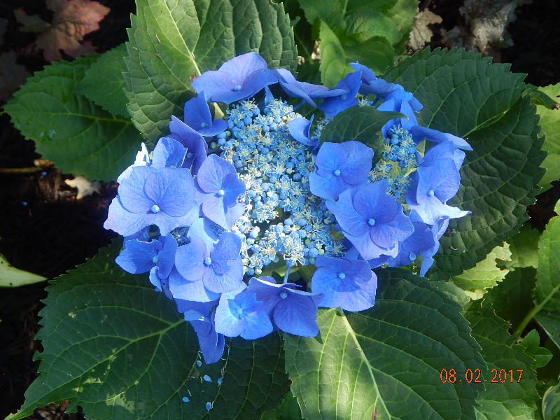 Teller Blue Hydrangea flower