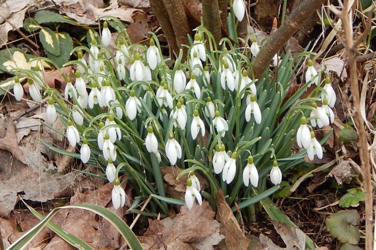 Snow on the Snowdrops