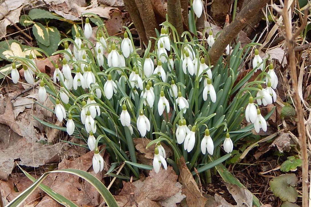Snowdrops blooming