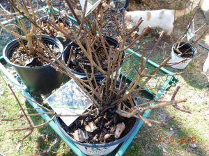 Pruned Paniculata Hydrangea