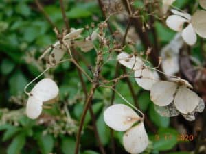 Old Bluebird Hydrangea flowers