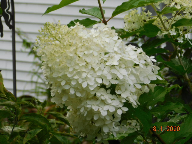 Phantom Hydrangea flower